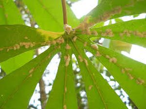 uploads/images/pest/tapioca mealybug.jpg
